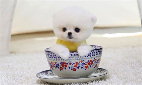 Pomeranian puppies for adoption,