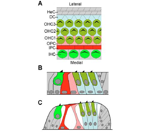 Anatomy Of The Mouse Organ Of Corti A Diagram Of The Lumenal Surface