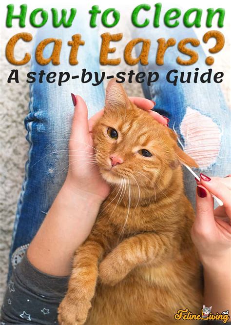 How To Clean Cat Ears 14 Step By Step Guide