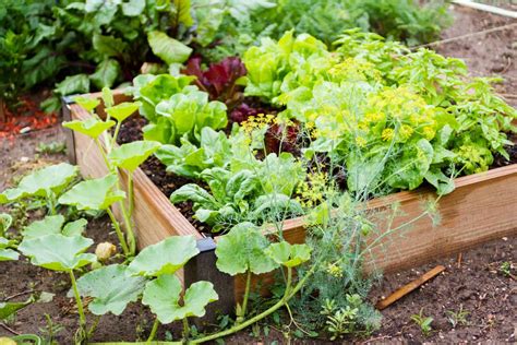 Can You Use Pressure Treated Lumber For A Raised Vegetable Garden At