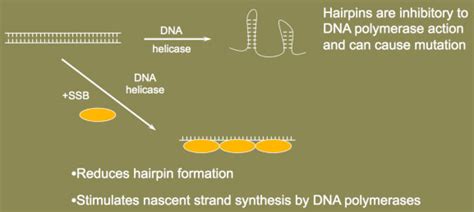 Dna Replication Basics