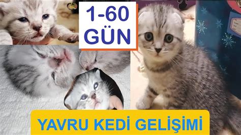 Yeni Doğan Yavru Kedilerin 60 Günlük Gelişimleri Büyüme Evreleri