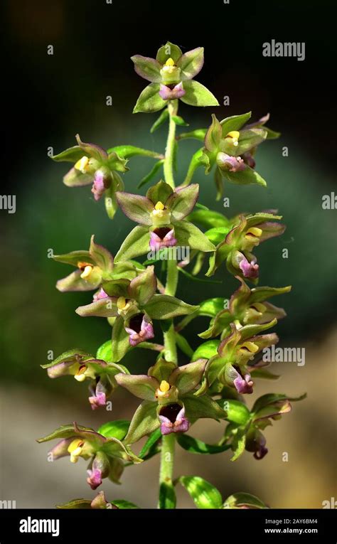 Broad Leaved Orchid Broad Helleborine Broadleaf Flower Blossom
