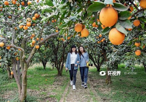 彭山黄丰： 万亩橘花橘果同挂枝头香飘四溢 图片 轩视界