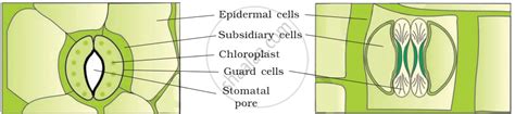 Explain The Structure Of Stomata With A Labelled Diagram Biology