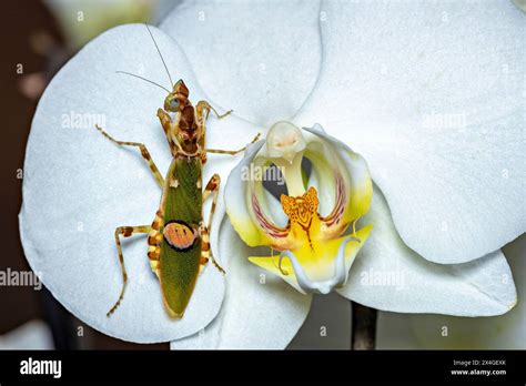 A Praying Asian Flower Mantis Stock Photo Alamy