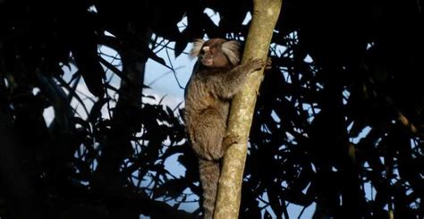 Tijuca National Park: Hike to The Peak | GetYourGuide