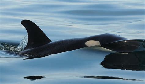 L119 Joy Peaks Above The Water PC To Dave Ellifrit Pilot Whale Dolphin