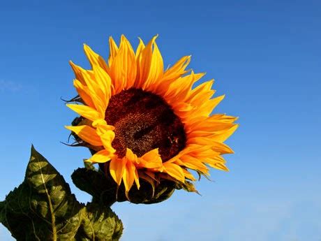 Sunflower for Leo zodiac - horoscope zodiac signs astrology