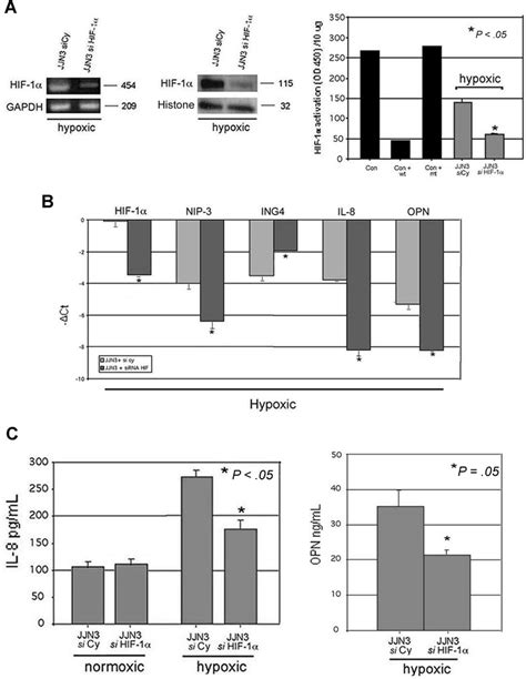 Effect Of HIF 1 Suppression On ING4 And The Angiogenic Related