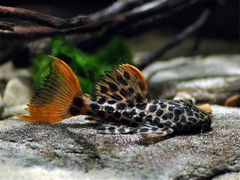 Pleco Leopard Cactus ׀ Sp L114 Discus Rive Sud │ Poissons Exotiques