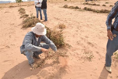 Tormenta De Arena Sepulta Al Cacahuate Panorama Agrario