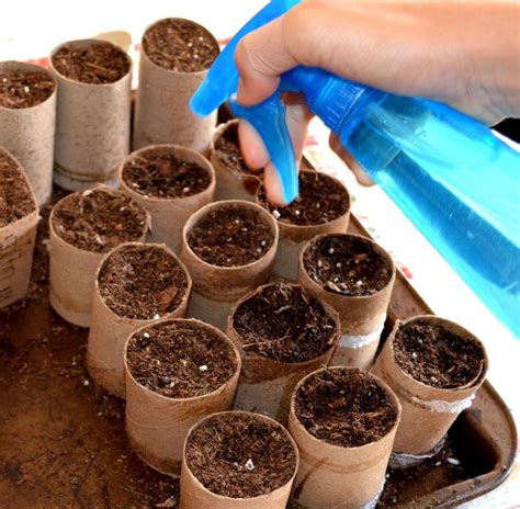 Plant The Seedlings In The Toilet Paper Rolls And Put Directly In Your