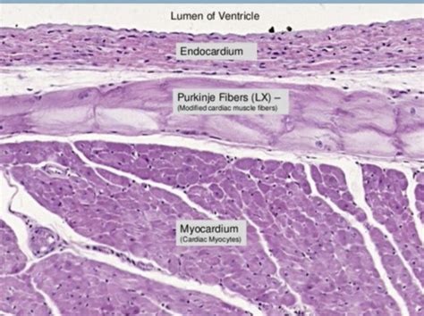 The Cardiac Muscle III Flashcards Quizlet