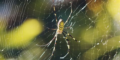 Worlds Strongest Spider Web Invasive Joro Spider Facts