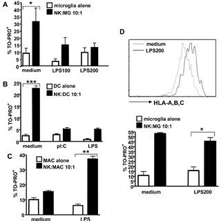 Synapse Formation And Perforin Polarization In Nk Cell Microglia