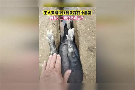 主人夹缝中找到失踪的小黑猪，网友：二师兄又调皮了。