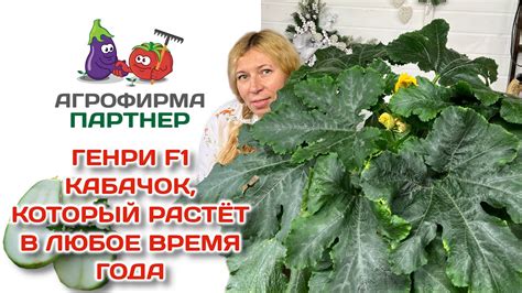 Генри F1 - кабачок, который растёт в любое время года - YouTube