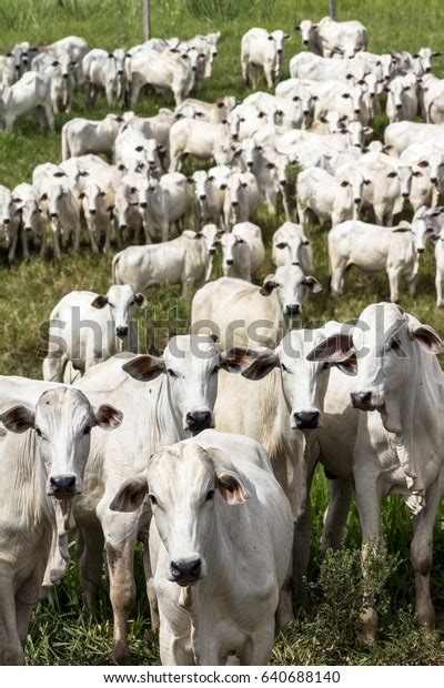 Herd Nelore Cattle Grazing Pasture Stock Photo Shutterstock