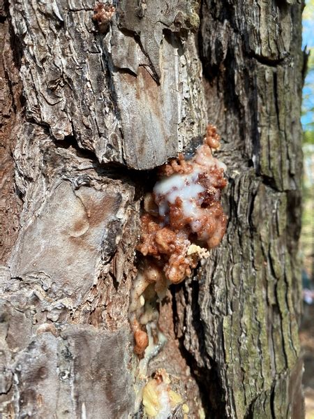 Pine Bark Beetles Nc State Extension Publications