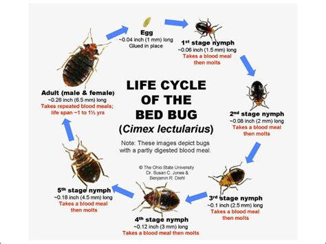 Bed Bug Facts - Know them all - Bed Bug Guide