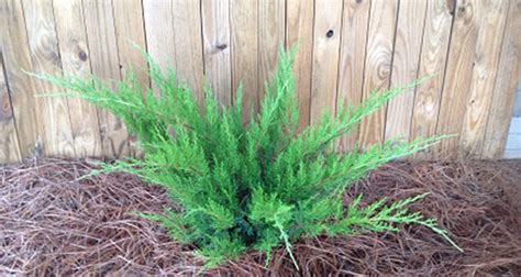 Juniper ‘Sea Green’ | Gossett's Landscape Nursery