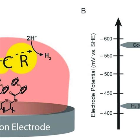 A In The Mediated Electron Transfer System Electrons Are Passed From