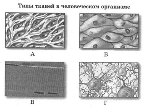 Подпишите название тканей. - Школьные Знания.com