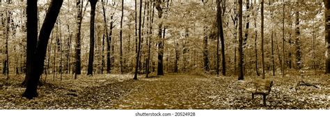 5469 Panoramic Walking Woods Images Stock Photos And Vectors Shutterstock