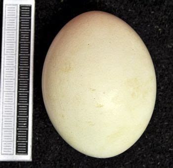 How many eggs do Snowy Owls lay?