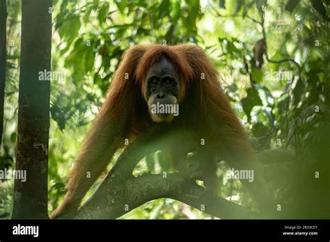 Sumatran Orangutan Why Are They Endangered Hi Res Stock Photography And