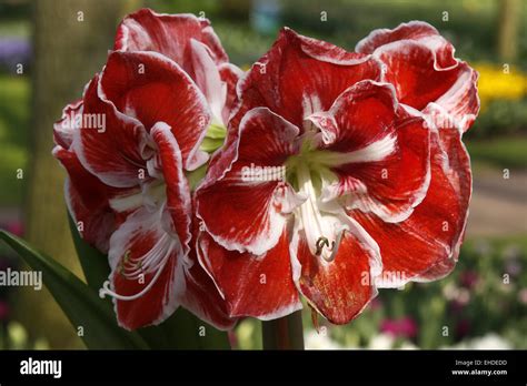 Hippeastrum Hybrid Amaryllis Amaryllis Stock Photo Alamy