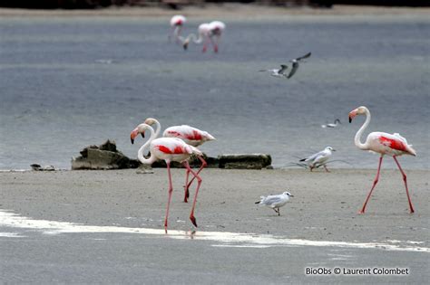 Flamant Rose Phoenicopterus Roseus Bioobs