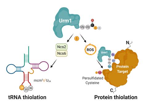 The Ancient Ubiquitin Like Protein Urm Is A Sulfur Carrier Protein For