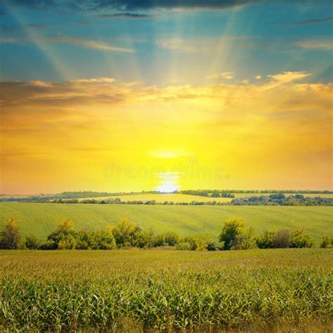 Corn field sunrise stock image. Image of sunset, corn - 27366901