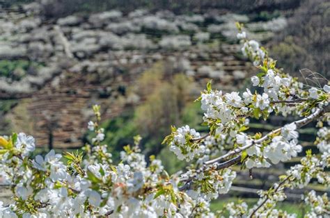 Premium Photo Cherry Blossoms In The Jerte Valley Spain