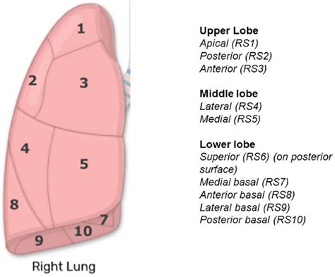 The Technique Of Robotic Anatomic Pulmonary Segmentectomy I Right