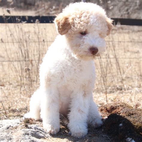 Lagotto Romagnolo For The Love Of Purebred Dogs