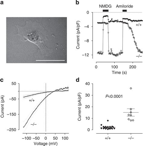 Enac Mediated Current In Lung Cells A A Typical Isolated Epithelial