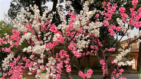 Peppermint Flowering Peach Tree Care Best Flower Site