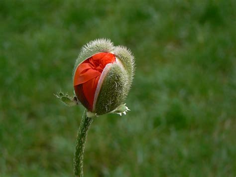 Amapola Cultiva La Preciosa Flor Del Opio En Tu Maravilloso Jard N