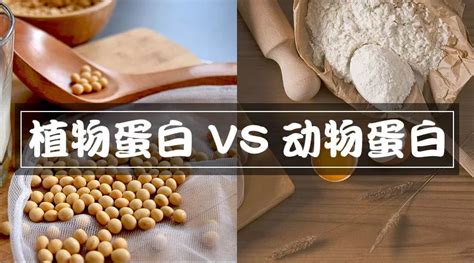 答疑 动物蛋白和植物蛋白制作出的肽哪个更好？