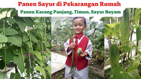 Panen Sayur Di Pekarangan Rumah Panen Kacang Panjang Timun Sayur