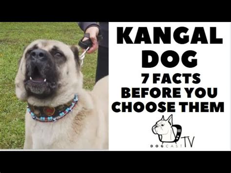 Uncovering The Impressive Lifespans Of Kangal Dogs The Ultimate Guide