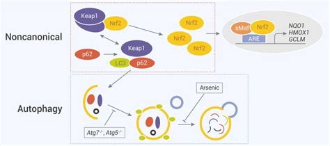 Mce Nrf2 的“戏精”之路 技术前沿 生物在线 Lab On Web