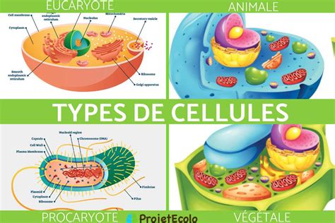 6 Types De Cellules Et Leurs Caractéristiques Avec SchÉma