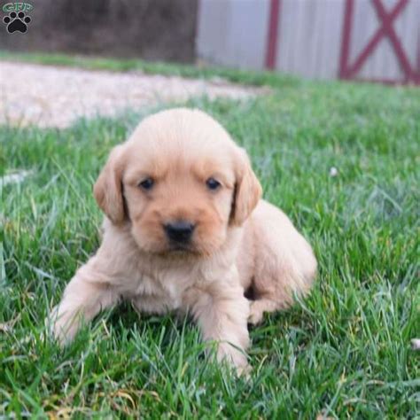 Wrinkles Golden Retriever Mix Puppy For Sale In Pennsylvania