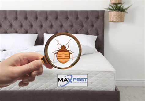 Bed Bugs Control Melbourne Max Pest Control Melbourne