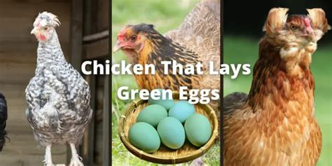 8 Chicken That Lays Green Eggs Green Egg Layers