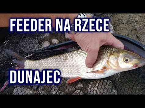 Letni Feeder Na Rzece Dunajec Youtube